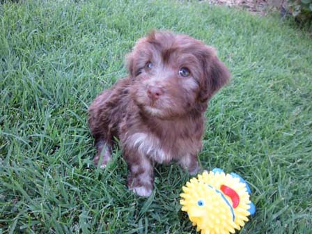 chocolate-havanese-puppy-playing-in-utah